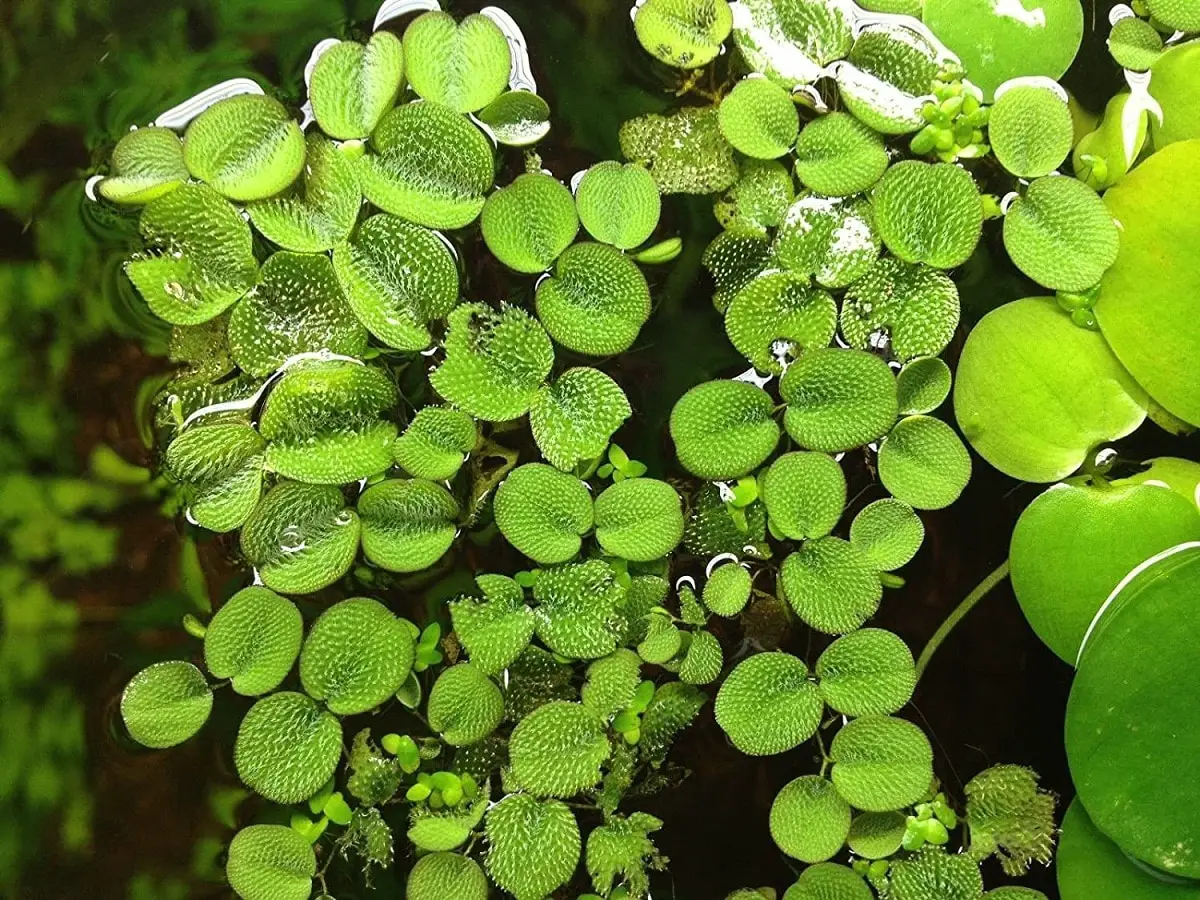 Salvinia: An ideal plant for ponds and aquariums