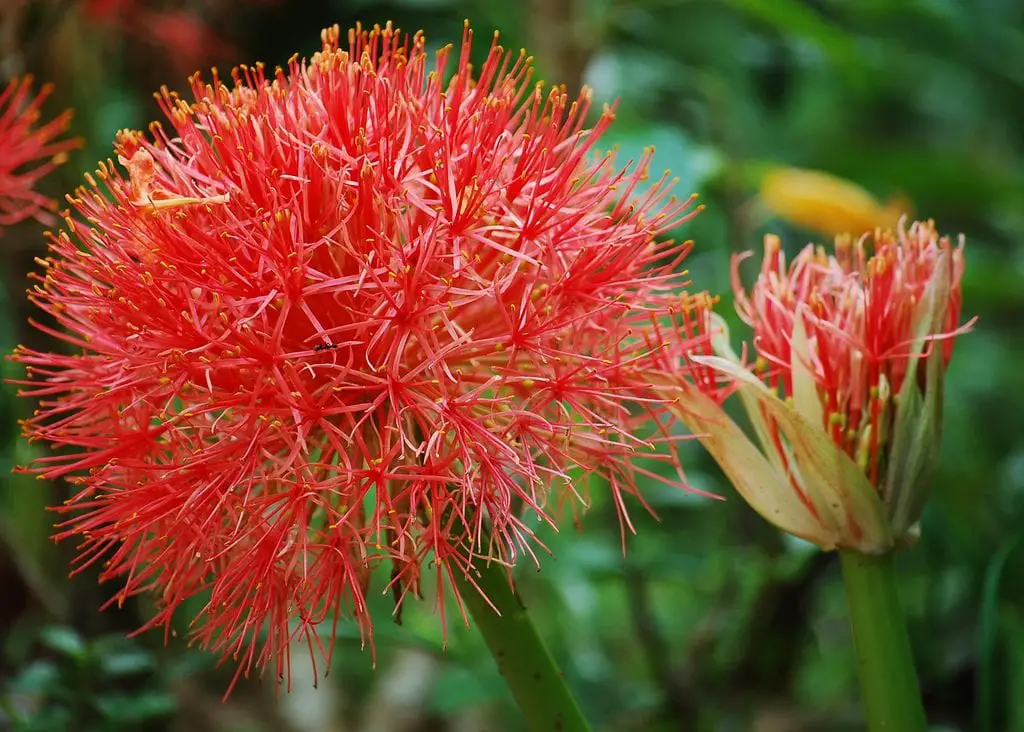 Scadoxus, spectacular African flowers | Gardening On