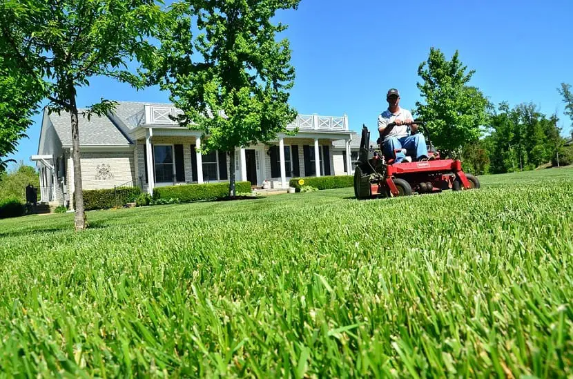 Scarifying the lawn is the key to having a perfect garden