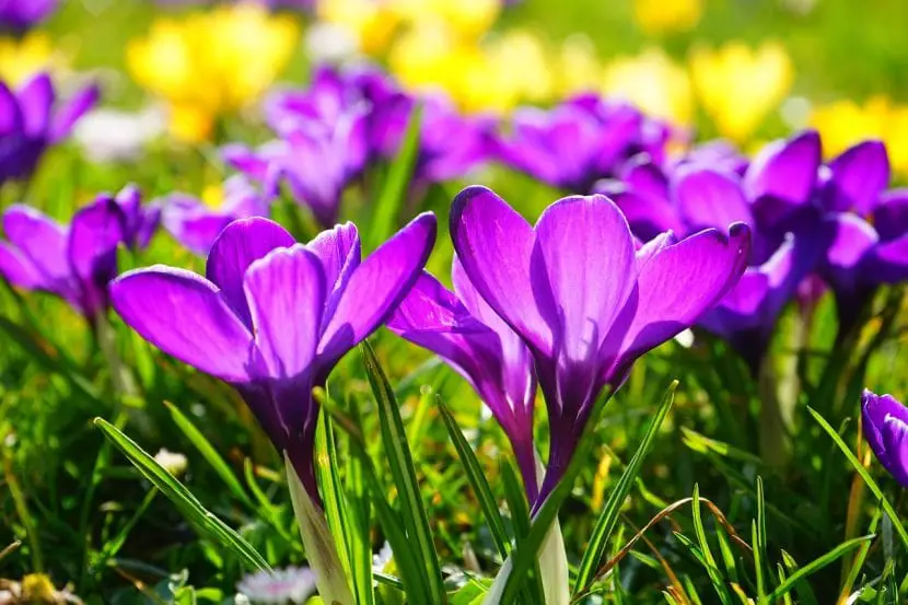 Selection of spring flowers | Gardening On