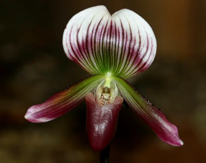Slipper of Venus, an orchid with extraordinary flowers