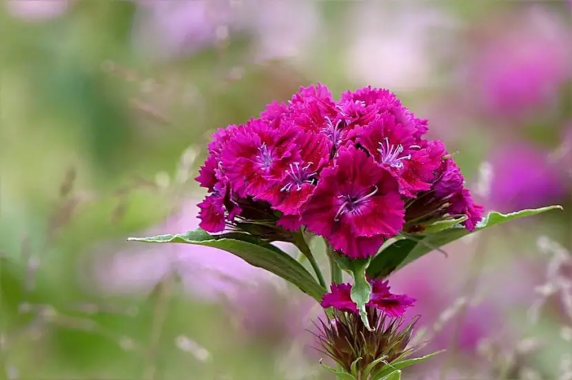 Special on the carnation, the most popular plant