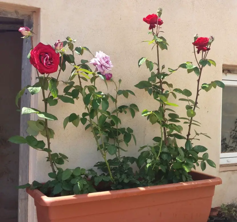 Step by step of how to plant rose bushes in planters