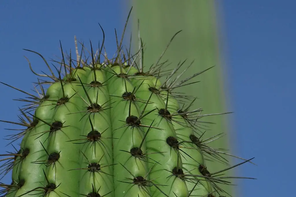 Steps to Graft a Cactus