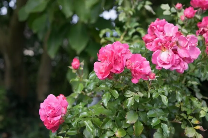 Subscriber of rose bushes | Gardening On