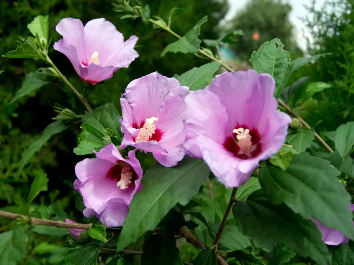 Syriac hibiscus care: the best tips