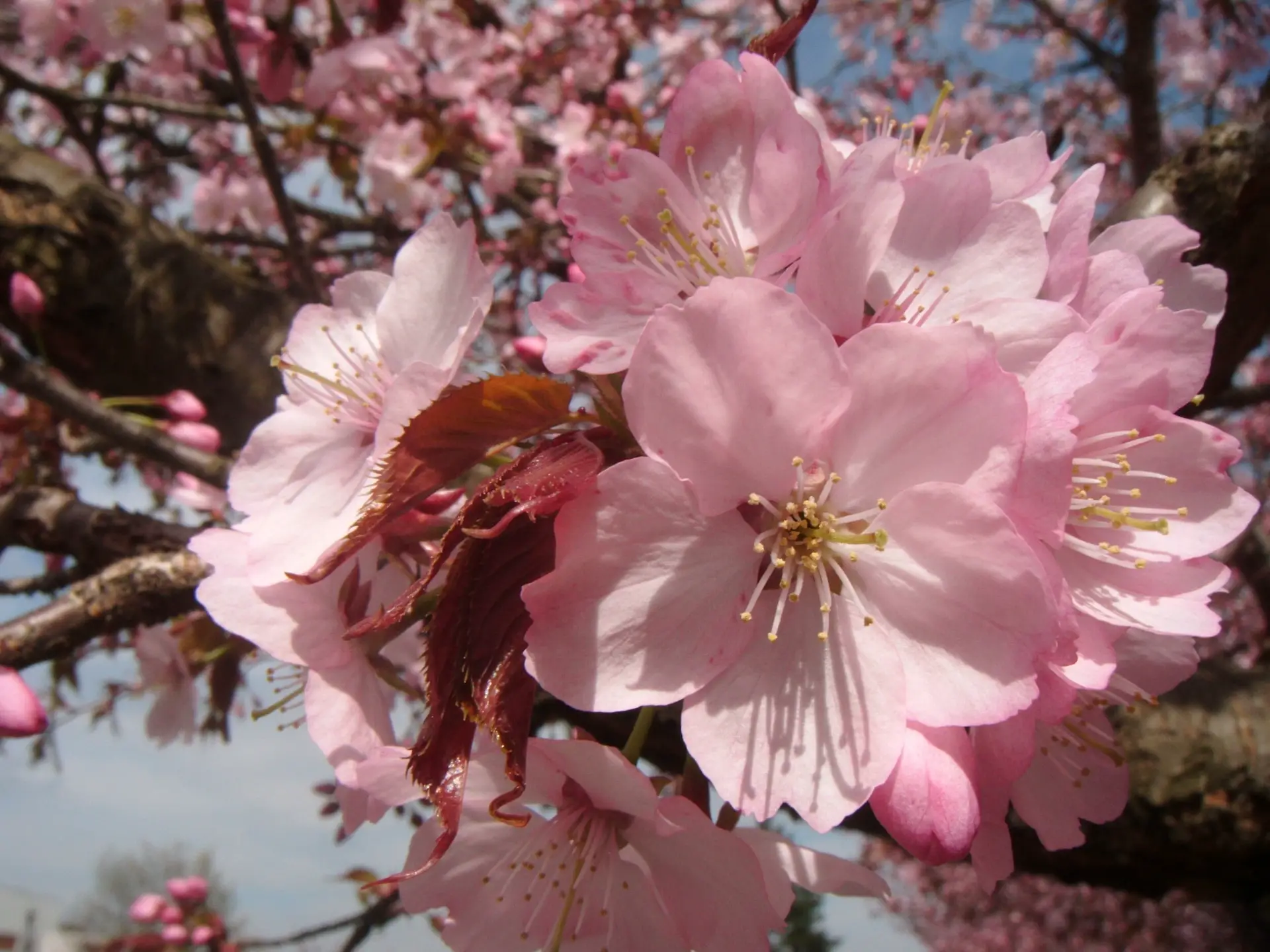 The 7 most beautiful Japanese flowers