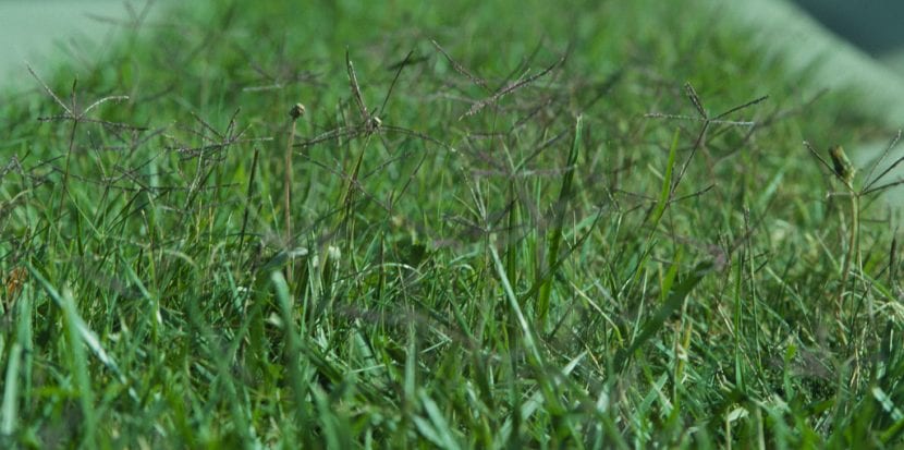 The Grass, Cynodon dactylon, the most used grass in lawns