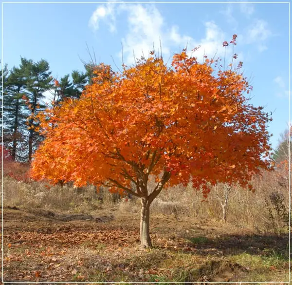 The Korean maple, a small tree full of charm