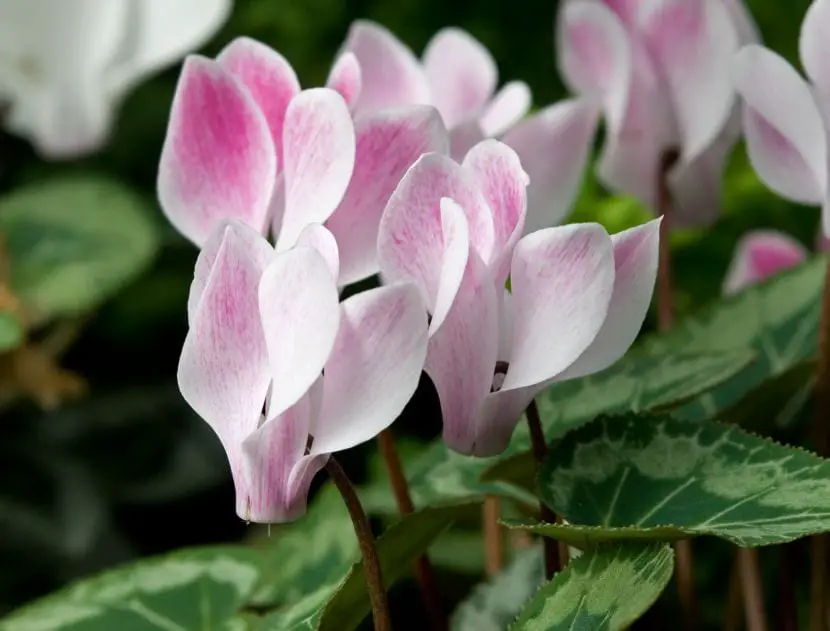 The beauty of the hardy plant called cyclamen