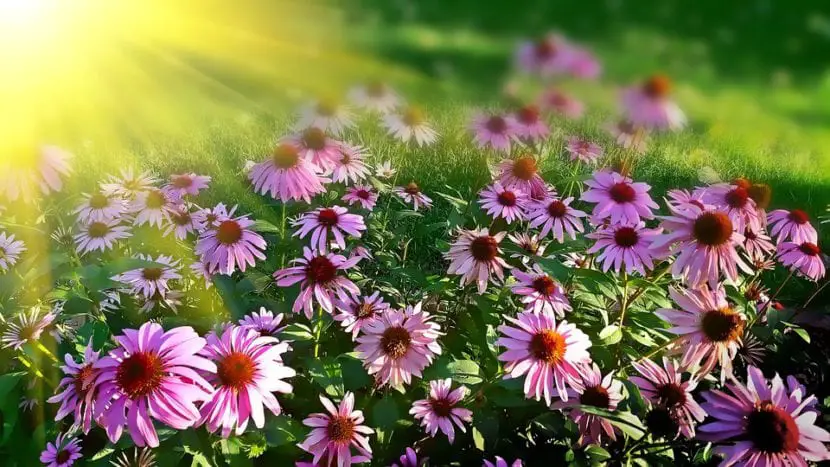 The best summer flowers | Gardening On