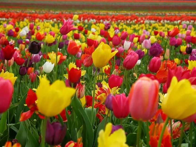 The color of tulips and its meaning