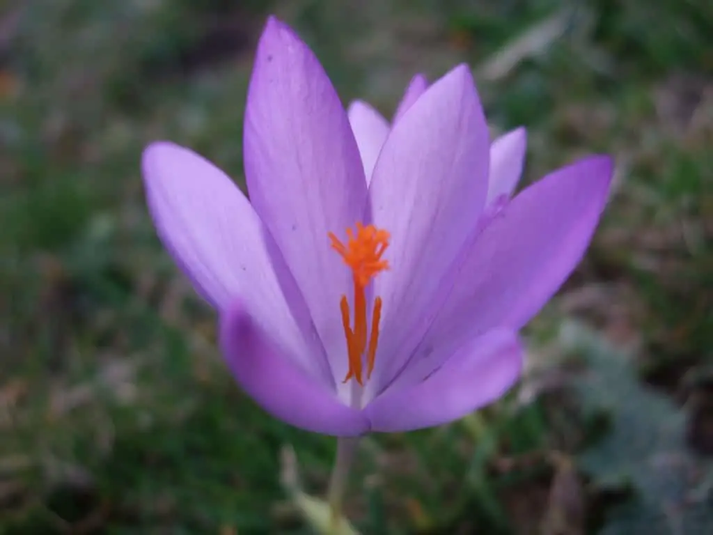 The exceptional flower of the Crocus sativus