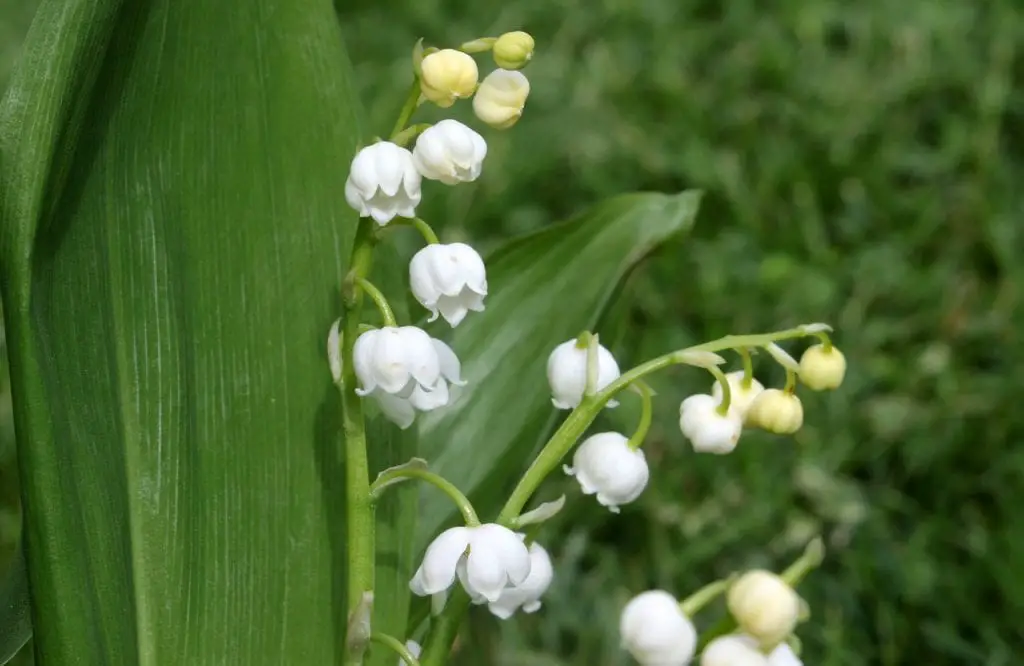 The magnificent Lily of the valley