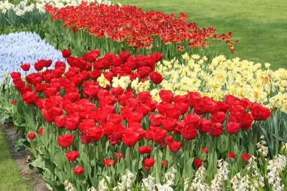 The most beautiful tulips in the world