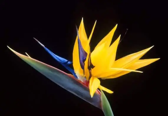 The showy flowers of the Bird of Paradise