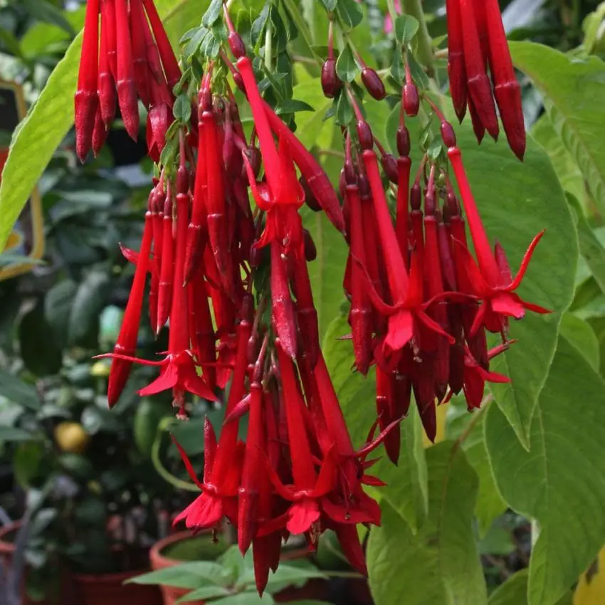The spectacular and curious Bolivian Fuchsia plant