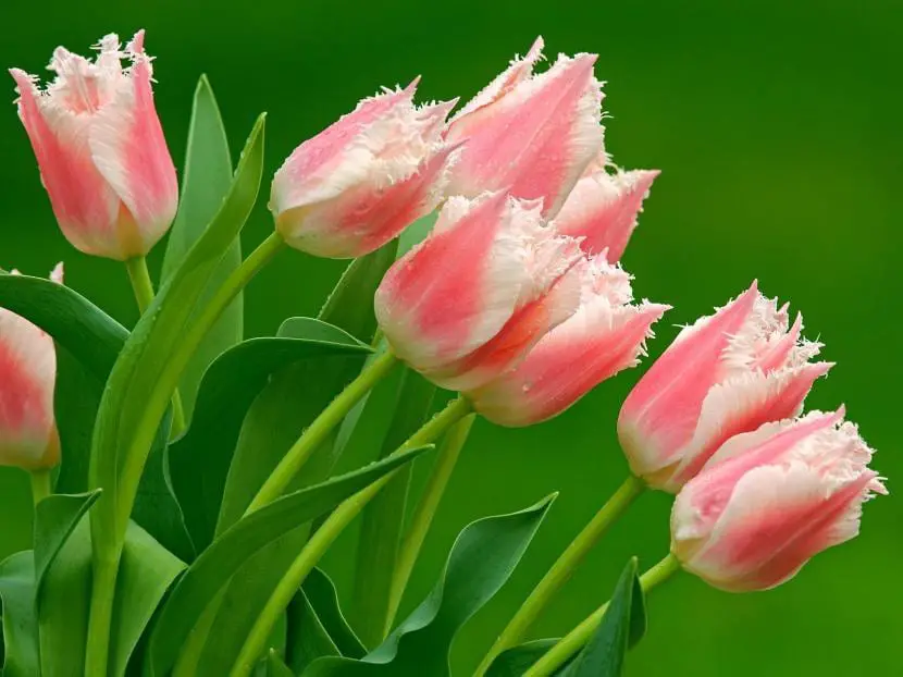 Tips for Planting Tulips | Gardening On
