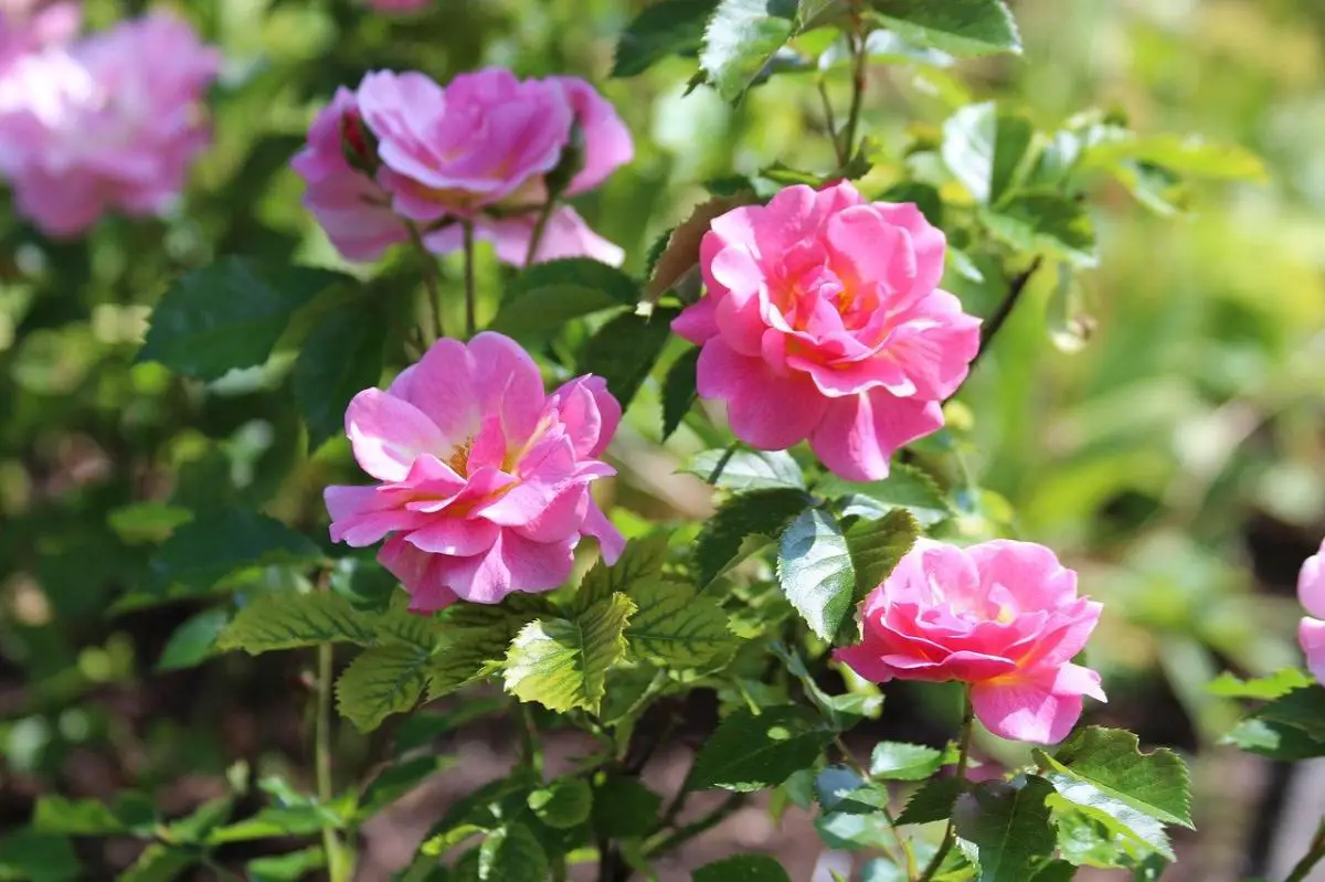 Tips for growing roses in pots