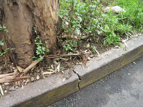 Tree Root Problems | Gardening On