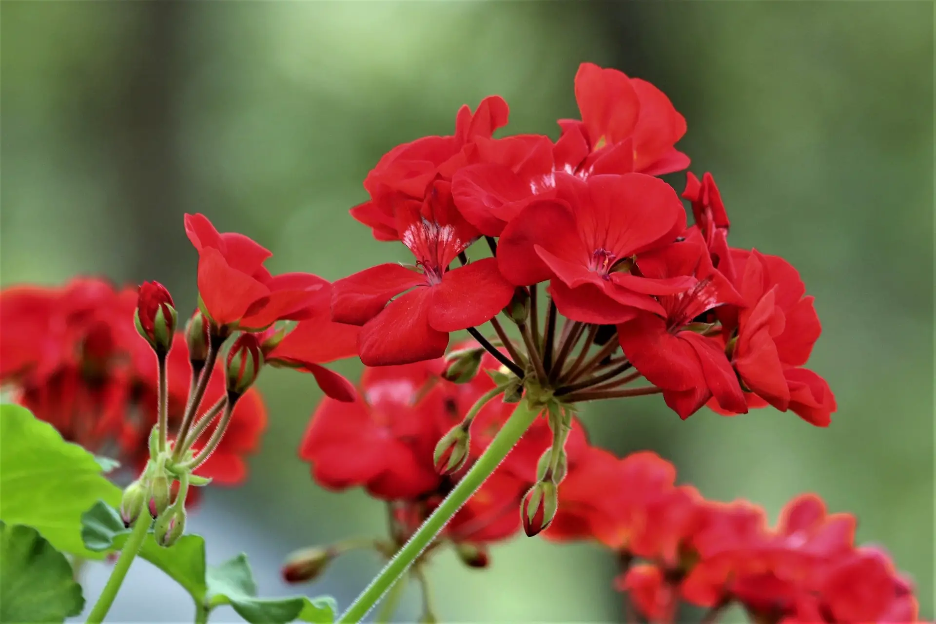 Tricks for geraniums to bloom
