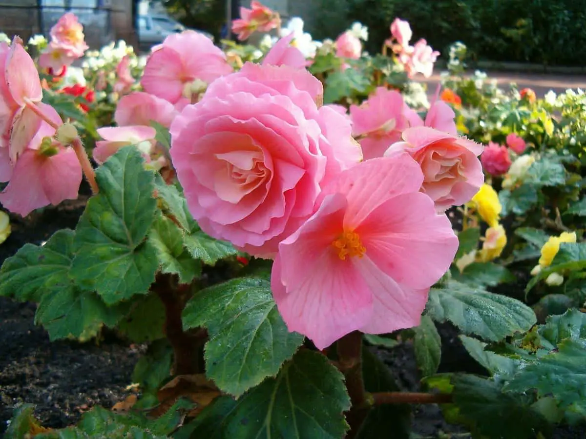 Tuberous Begonia: Characteristics, Uses, Crops and Diseases