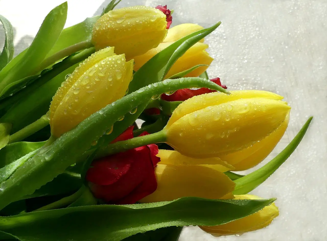 Tulips in water: How to grow them and what are their care