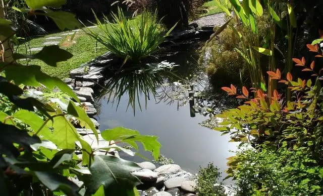 Types of Ponds for the Garden