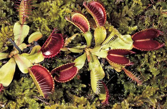 Types of Traps of Carnivorous Plants