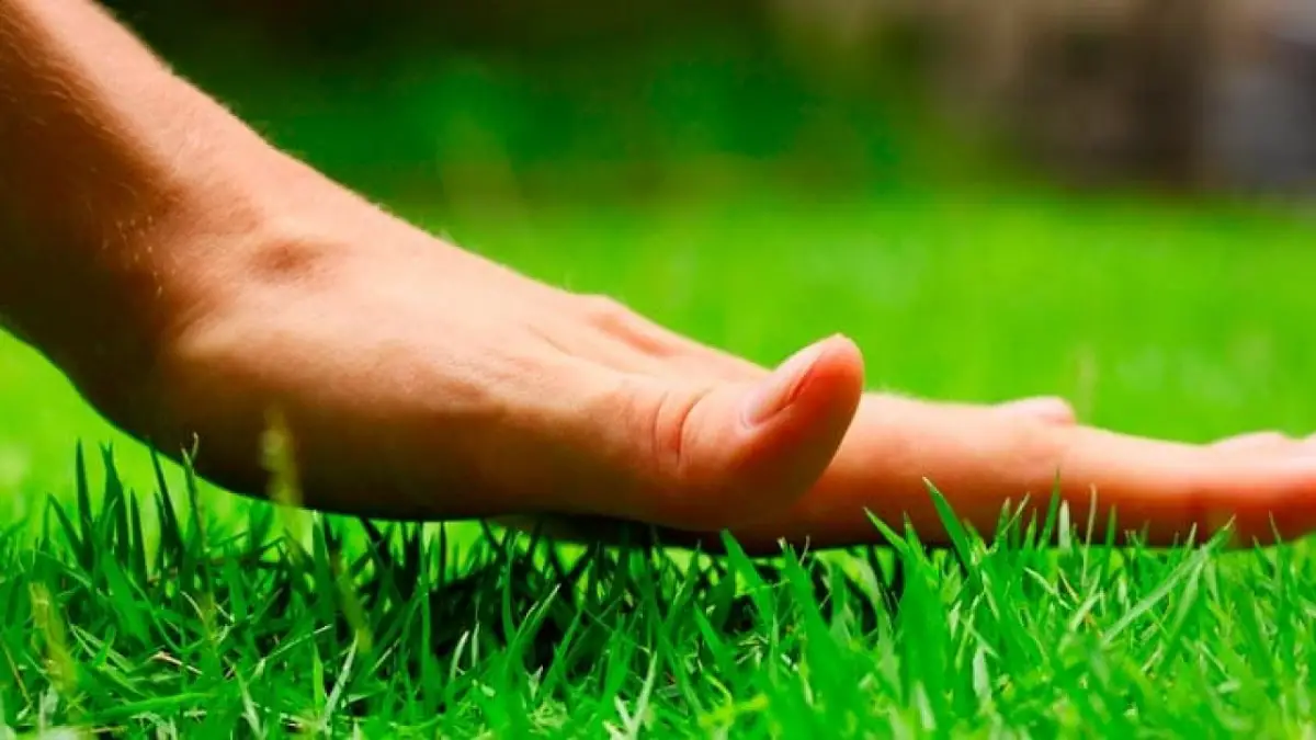 Types of grass: characteristics, uses and care
