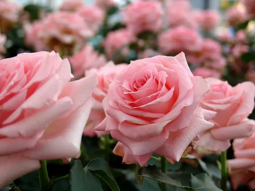 Types of roses in the world