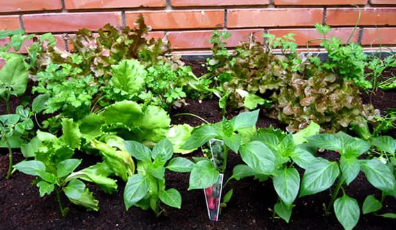 Vegetable Crop Associations | Gardening On