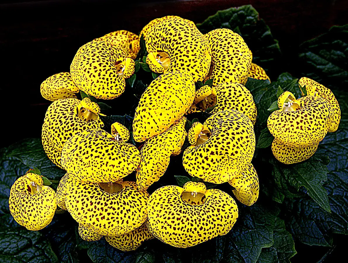 What are the care for calceolaria?