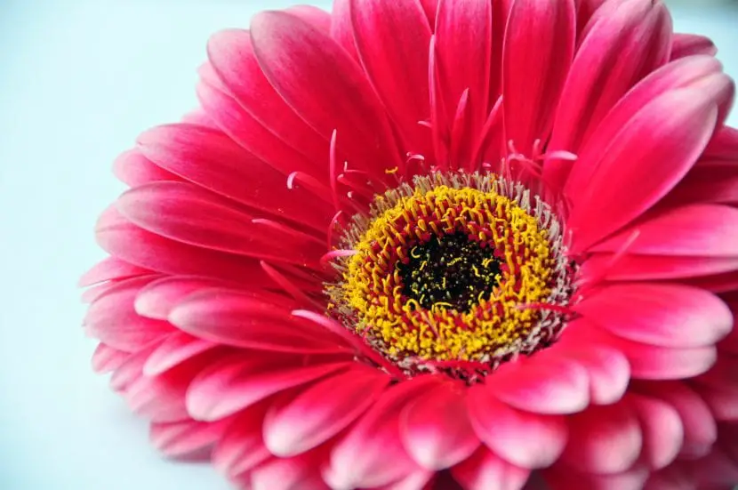 What are the gerbera care?