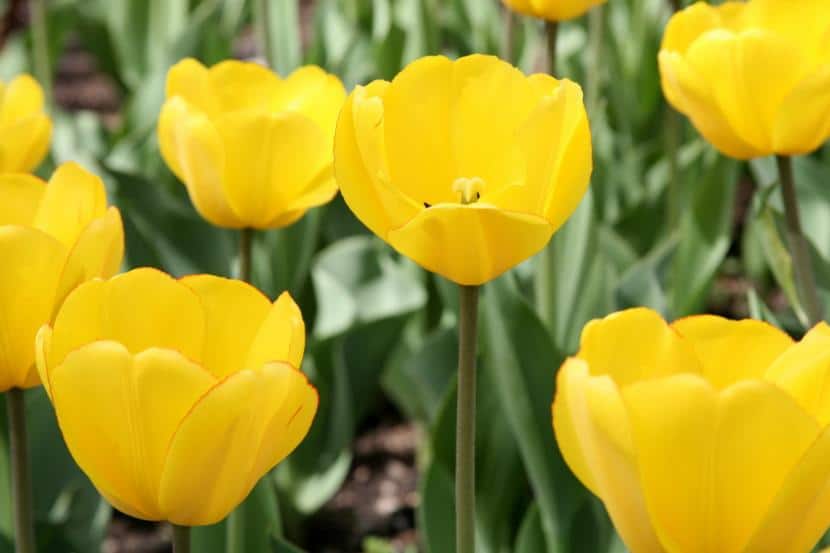 What are the varieties of tulip