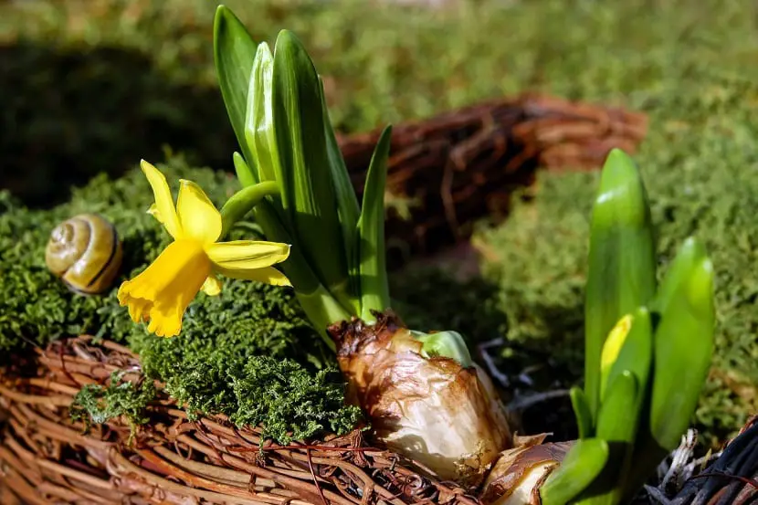What is the Narcissus flower like and when does it sprout?