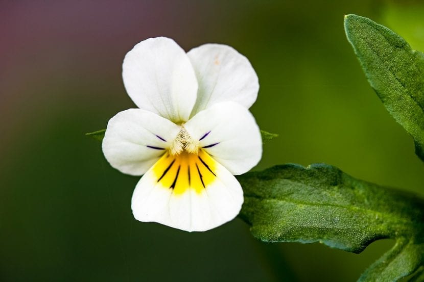 What is the Viola flower like and what does it mean?