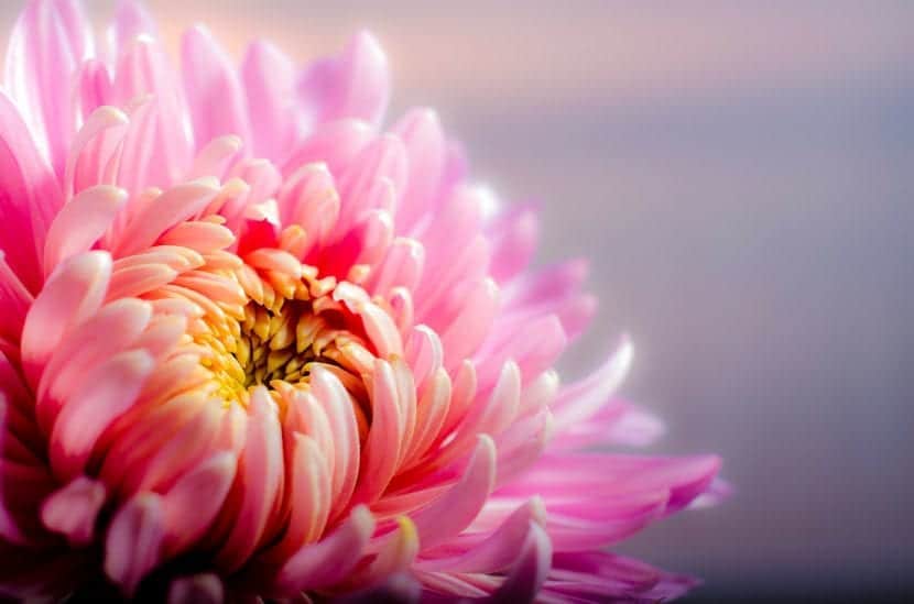 What is the care of chrysanthemums?