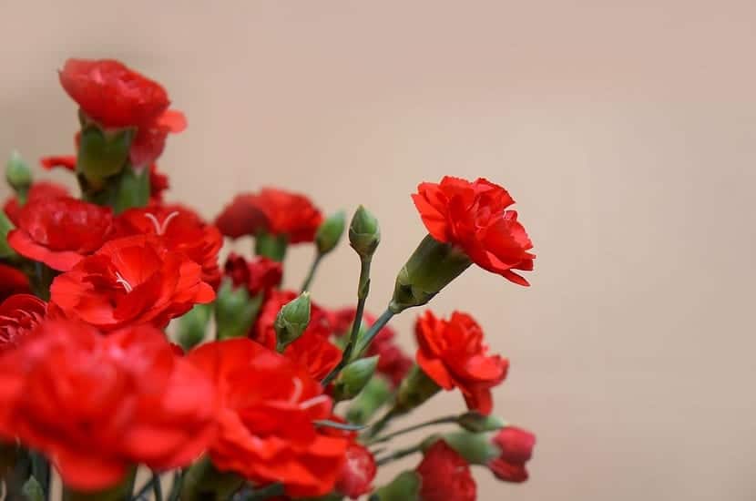 What is the carnation flower like?