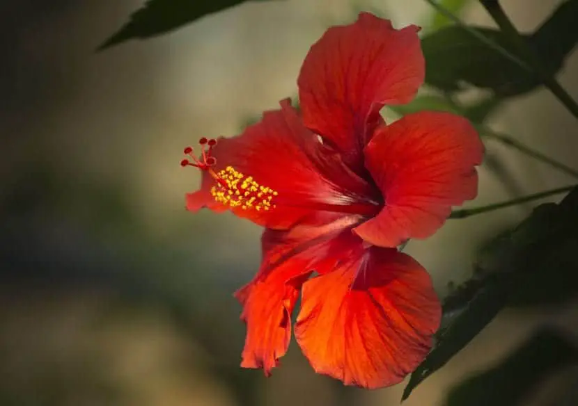 What is the hibiscus flower like?