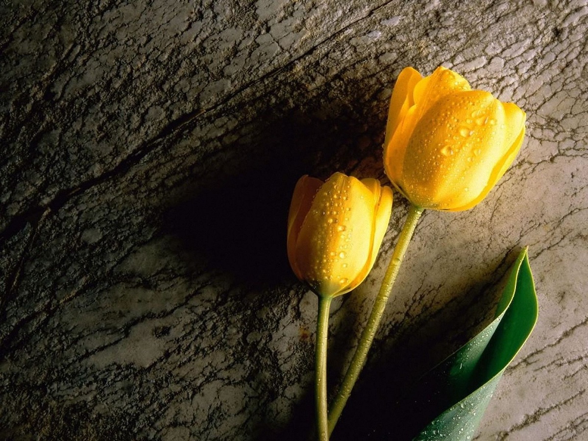 What is the meaning of the yellow tulip. We tell you in detail