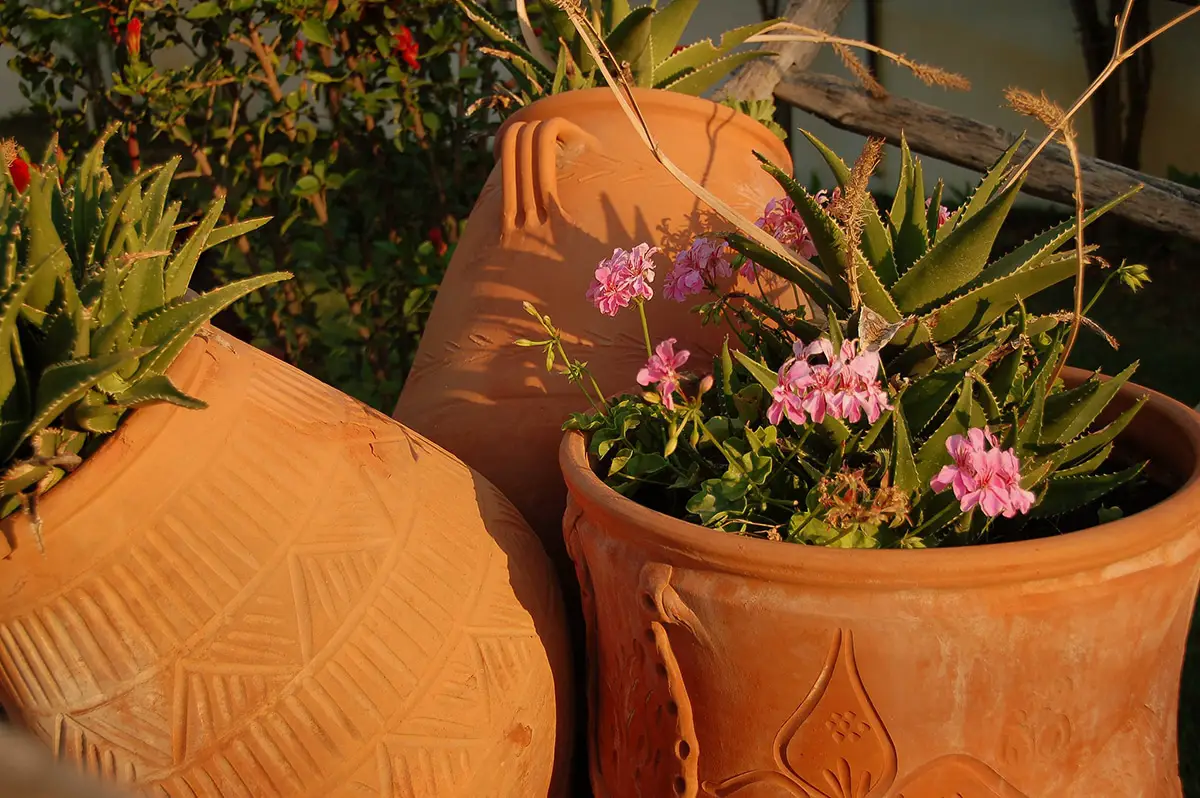 What plants to put in clay pots: 5 examples