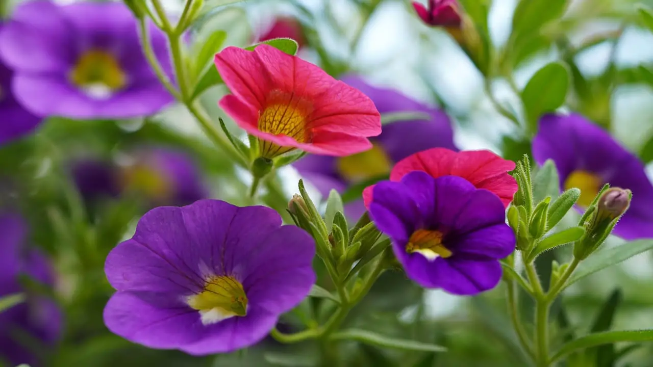 When To Plant Petunias: How And When To Plant Petunias And Their Care