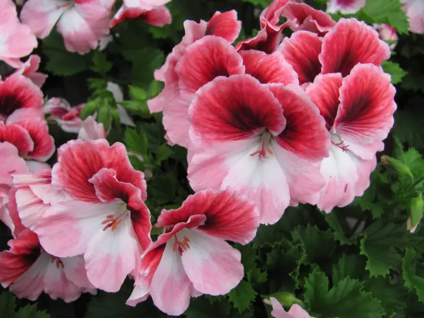 When and how to prune geraniums