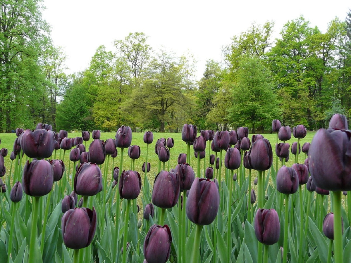 When are tulips planted | Gardening On