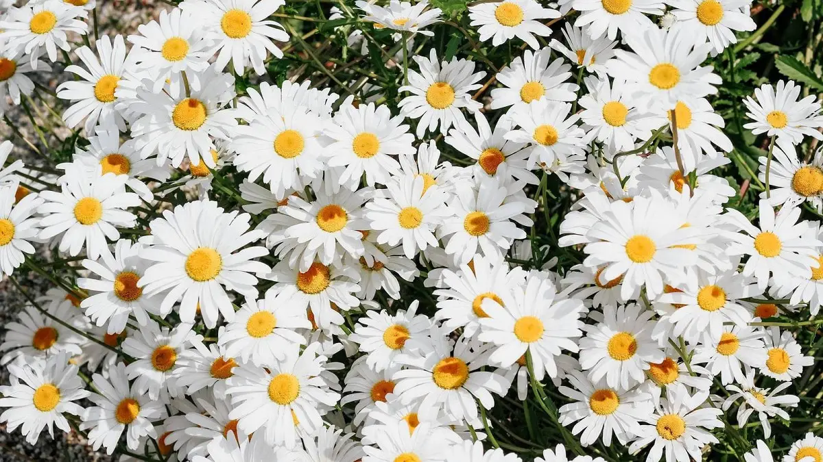 When to Plant Daisies | Gardening On
