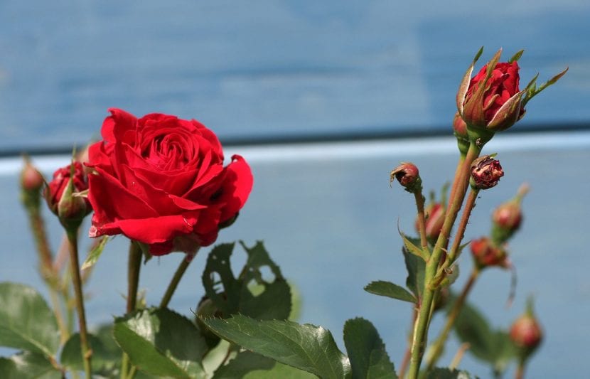 When to prune rose bushes