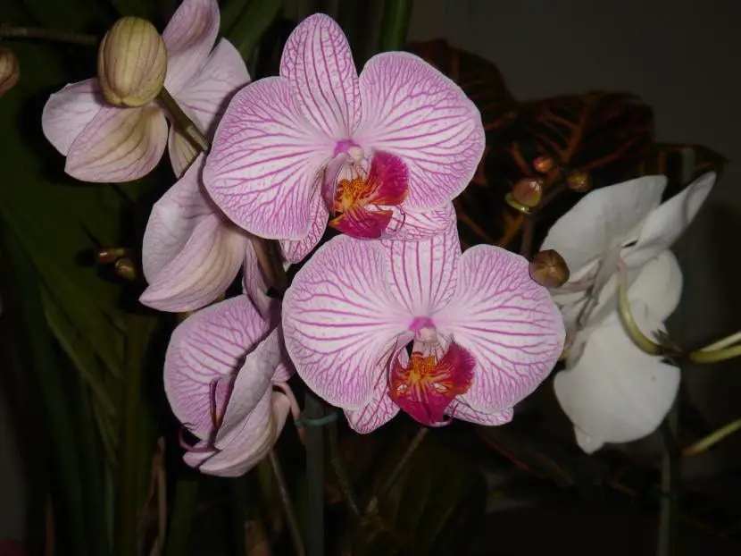When to water the orchid?