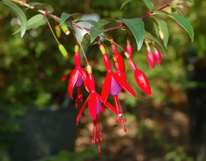 Where to have Fuchsia: in the garden or in a pot?