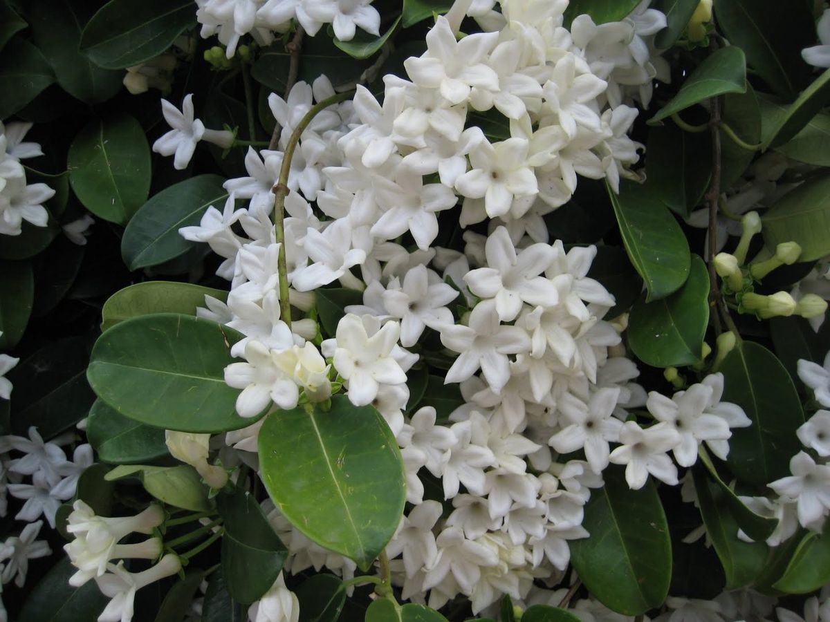 Which is the most scented jasmine: characteristics and care